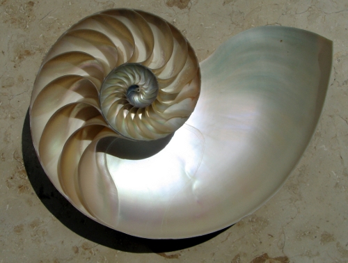 A nautilus spiral illustration