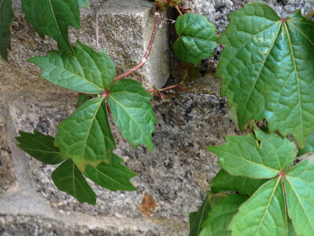 Is this poison ivy?