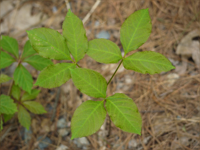 Is this poison ivy?